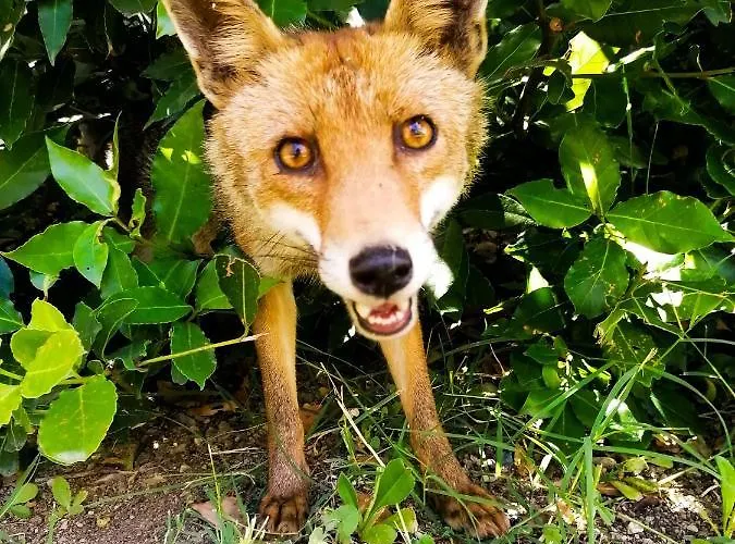 Отель Poderino San Cristoforo